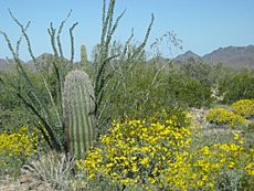 Sonoran Desert in bloom