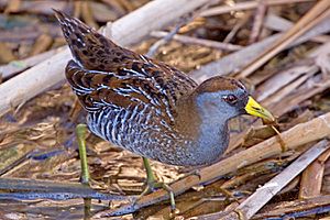 Sora (Porzana carolina)