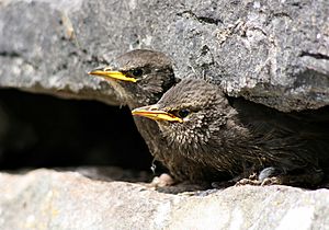 Starling chicks Clarinbridge