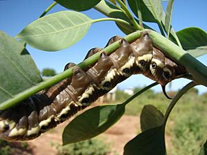 Starr 061214-2500 Nicotiana glauca.jpg