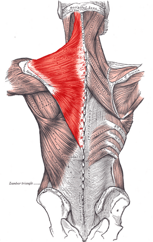 Trapezius Gray409