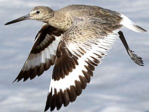 Tringa semipalmata-flapping