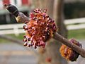 Ulmus rubra flowers