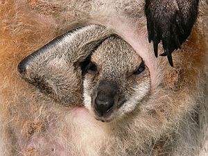 Wallaby joey face in pouch