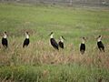 White-necked Stork