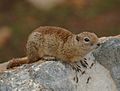 2009-Beldings-Ground-Squirrel.jpg