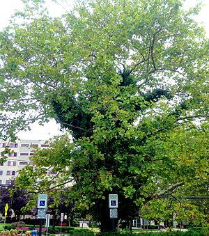 A8-1-Platanus occidentalis (Eastern Sycamore).JPG