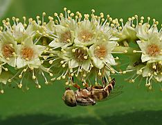 A Hoverfly on a Desi Badam (Terminalia catappa) in Hyderabad, AP W IMG 0494