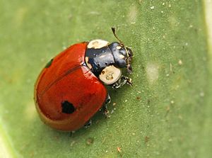 Adalia bipunctata (2007-04-08).jpg