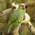 Amazona autumnalis -side -Belize Zoo-8-3c