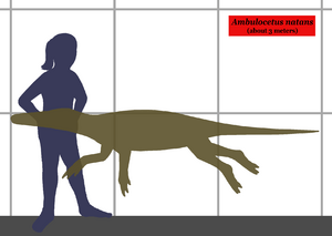 Ambulocetus SIZE