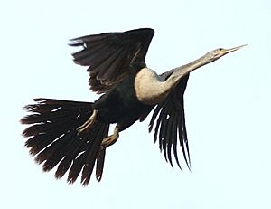 Anhinga-in-flight