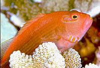 Arc-Eye Hawkfish