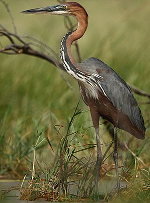 Ardea goliath -Lake Baringo, Kenya-8