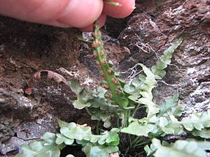 Asplenium pinnatifidum sori