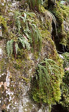 Asplenium viride 280208