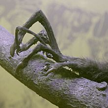 Aye-Aye Daubentonia madagascariensis in Copenhagen (Left Hand)