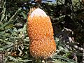 Banksia prionotes 3 gnangarra