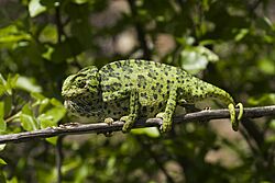 BennyTrapp Chamaeleo chamaeleon Samos Griechenland