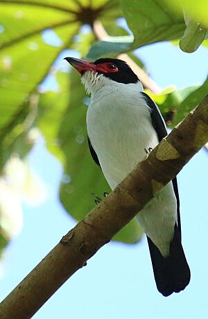 Black-tailed tityra (Tityra cayana).jpg