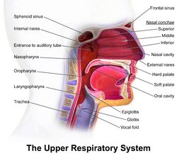 Blausen 0872 UpperRespiratorySystem.png