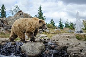 Brown Bear