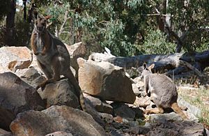 CLELAND WILDLIFE PARK