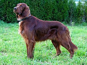 Can Setter dog GFDL