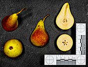 Carmen (pear) jm120838.jpg