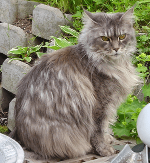 Cat-MaineCoon-Lara1