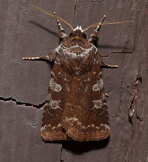 Cerastis tenebrifera – Reddish Speckled Dart Moth.jpg