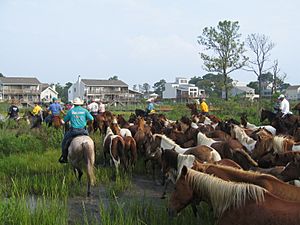 Chincoteague Pony Swim 1