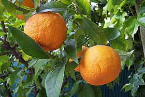 Citrus aurantium.jpg