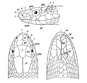 ColuberScales