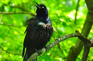 Common Grackle 5-26-2018