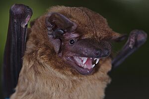 Common Noctule Portrait