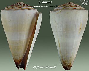 Conus distans 2.jpg