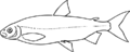 Coregonus fera Jurine 1825 Fig 115 (Matschie et al. 1909).svg