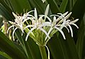 Crinum pedunculatum inflorescence