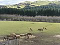 Deer feeding at Beecraigs - geograph.org.uk - 1749463