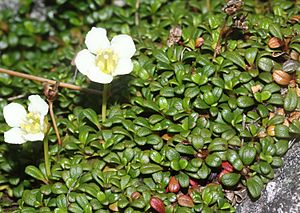 Diapensia lapponica (leaf).jpg