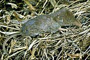 Dismal Swamp southeastern shrew.jpg