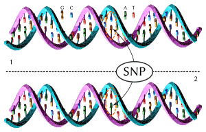 Dna-SNP