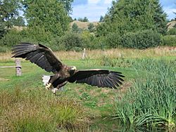 Eagle In Flight 2004-09-01.jpeg