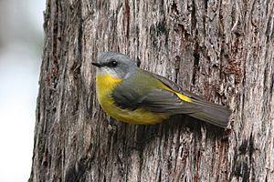 Eastern Yellow Robin 2