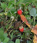 Fragaria vesca 2