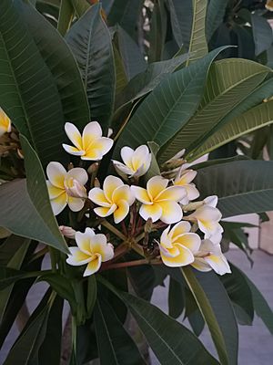 Frangipani Bugibba Malta