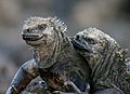 Galápagos marine iguana