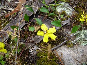 Goodenia hederacea.jpg