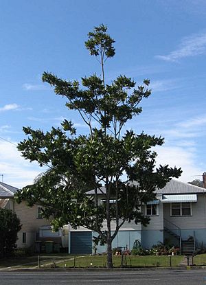 Habit of Flindersia schottiana